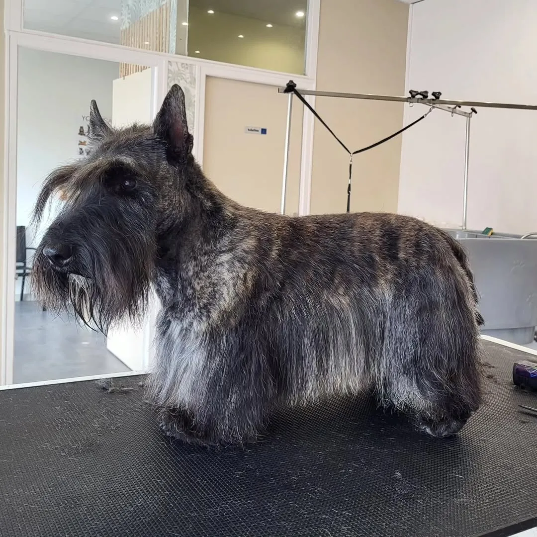 Résultat après toilettage - Pelage soigné et élégant chez Dog & Cat Élégance Tours