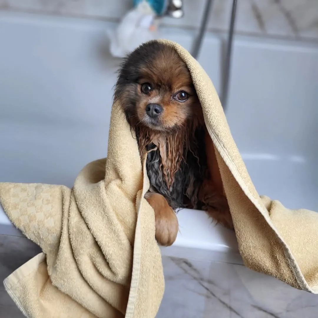 Toilettage professionnel pour chien à Tours - Salon Dog & Cat Élégance